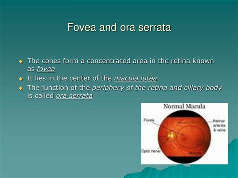 Ppt Retina And Vitreous Powerpoint Presentation Free Download Id