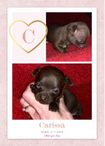 Raleigh, nc 27601 change quick tip: Chihuahua puppy dog for sale in Knightdale, North Carolina