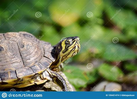 Red Eared Slider Turtle Portrait Stock Photo Image Of Eared Laziness