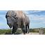 Worlds Largest Buffalo Monument Jamestown  Roadtrippers