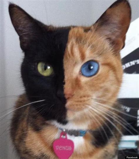 Chimera Cat Called Venus Has Two Faces Pictures Video