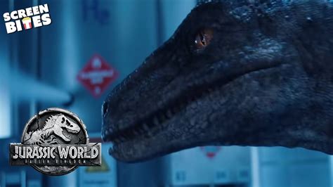 No One Can Stop The Velociraptor Jurassic World Fallen Kingdom