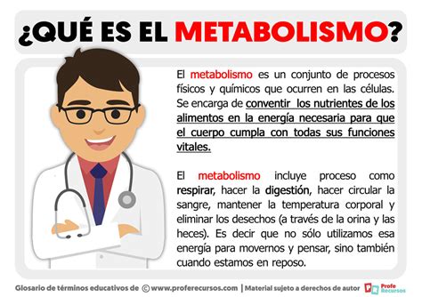 Qué es el Metabolismo