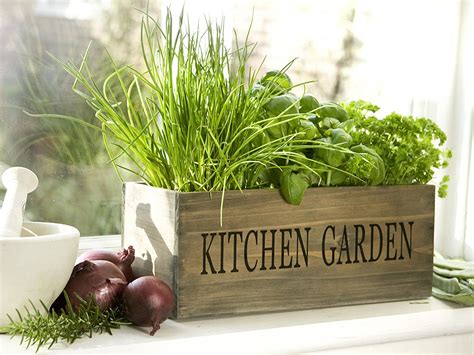 Top Herbs To Grow On Your Kitchen Windowsill