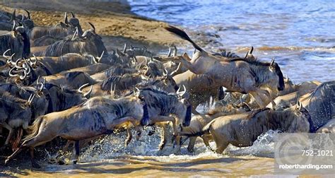 Wildebeest Crossing Mara River Stock Photo