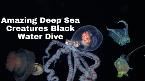 Deep Sea Amazing Sea Creatures Black Water Dive Youtube