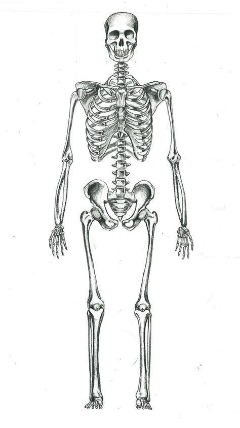 Human Skeleton By Sgogalator On Deviantart