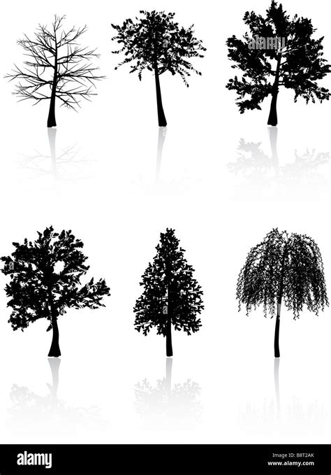 Various Detailed Tree Silhouettes Stock Photo Alamy