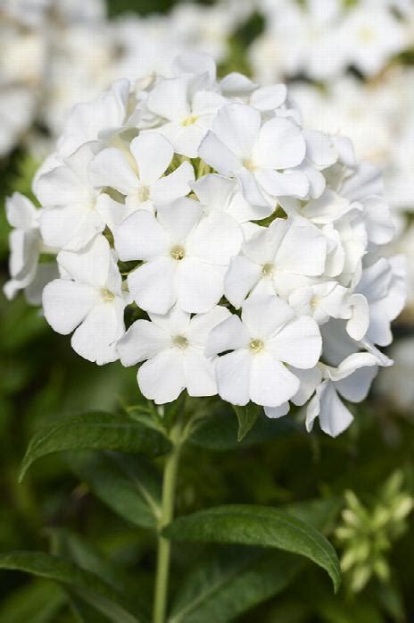 Flame® Pro White Garden Phlox Phlox Pro White Monrovia Plant
