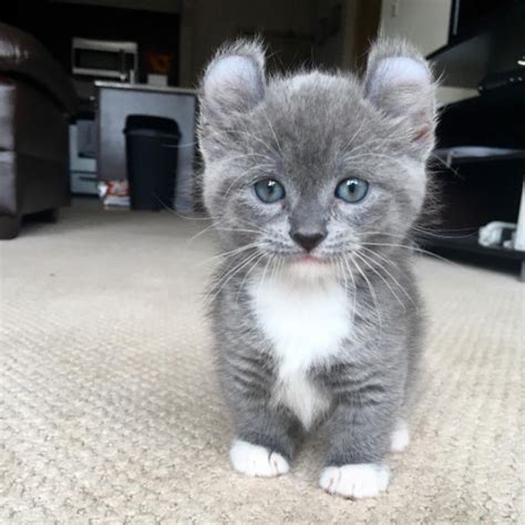21 Reasons Why Munchkin Cats Are Too Pure For This World