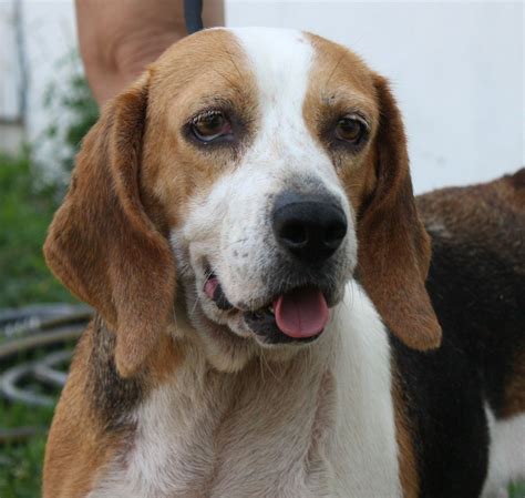 Pet Spotlight: Kohler, a purebred Beagle is available for adoption - nj.com