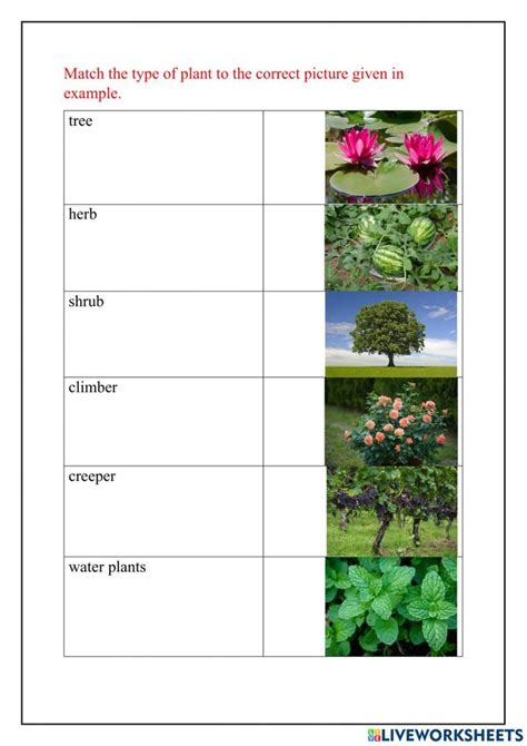 Four Different Types Of Plants And Their Names