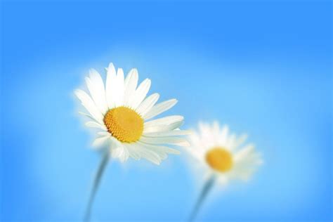 15 Outstanding Windows Flower Desktop Wallpaper You Can Save It For