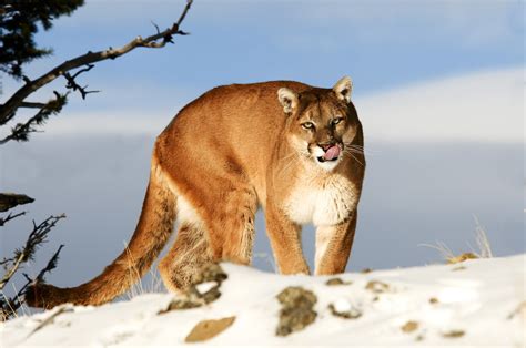Mountain Lion Cougar Bobcat Hack Roblox Adopt Me