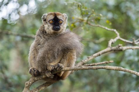 Lemurs Recognise Their Kin In Photos