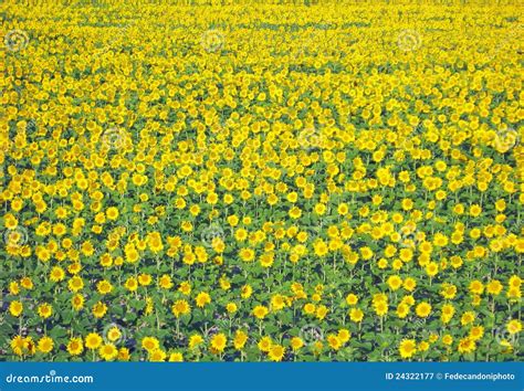 Flowery Meadow With Lots Of Sunflowers In The Spring Stock Image