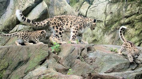 Rare Snow Leopard Cubs Make Debut At Bronx Zoo Abc7 New York