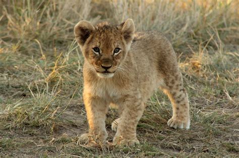 Lion Cubs - Sibuya Game Reserve