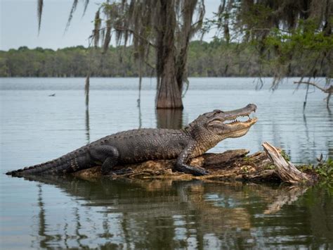 Your Complete Fun Guide To Driving Floridas Alligator Alley Deep