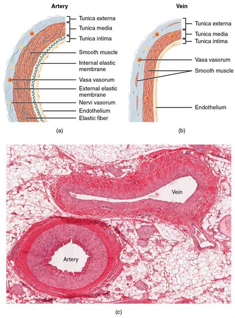Arteries Veins And Capillaries Structure And Function Medicinebtg Com