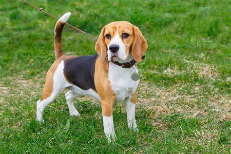 Learn All About The Beagle Breed History Stats Health And More