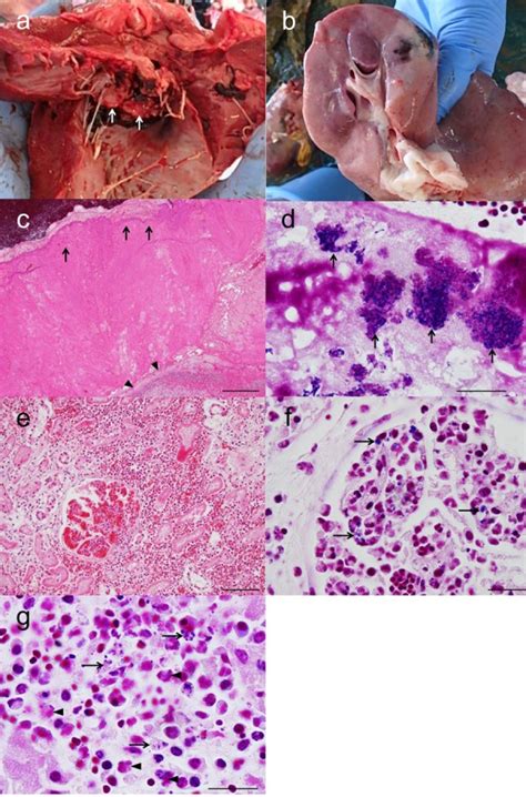 Bovine Vegetative Endocarditis Caused By Streptococcus Suis Abstract