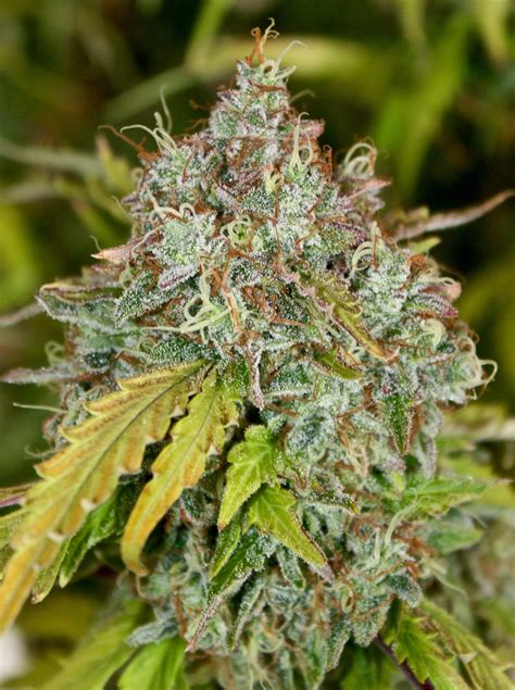 Detail of fresh green medical marihuana flower creating big bud with pistils, stigmas and trichomes in form of crystals containing high amounts of thc and cannabinoids. auto flowering - Big Buds Magazine