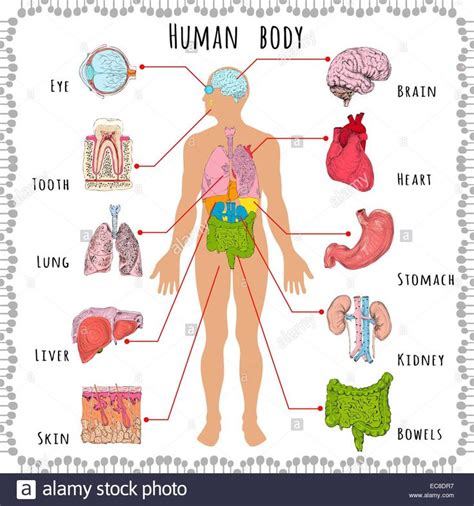 Picture Of Organs Of The Body Koibana Info Human Body Organs Human
