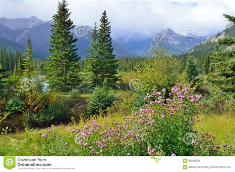 Alpine Flowers On The Foreground And Canadian Rockies On The Background