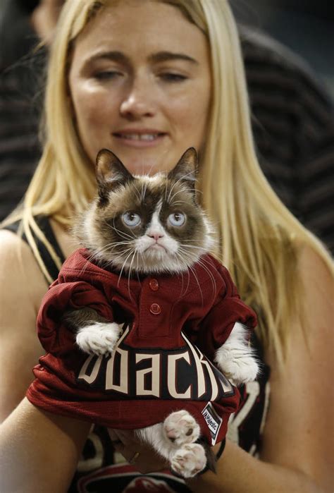 Grumpy Cat Awarded 710000 In Copyright Infringement Suit Wjct News