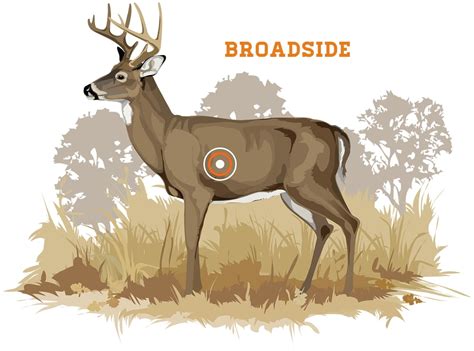 Whitetail Deer Broadside Shot Placement Photo Credit Ryan Kirby Bowhunters United Bowhunters