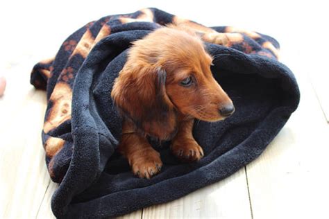 Top 28 Best Dog Beds For Dachshunds 2022 Review And Buying Guide