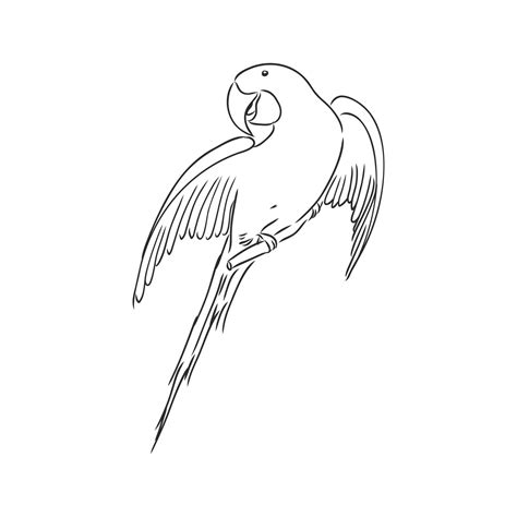 Parrot Vector Sketch 17050727 Vector Art At Vecteezy