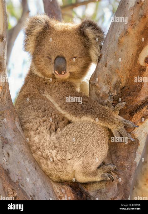 Koala Sitting In A Tree Sleeping Victoria Australia Stock Photo Alamy