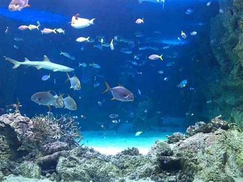 Sea Life Sydney Aquarium Sídney Lo Que Se Debe Saber Antes De