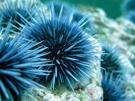 A Study Of Sea Urchins From The Antarctic Peninsula Has Revealed An