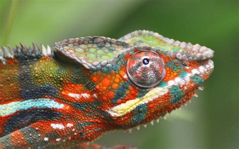 Chameleon Color Lizard Focus Wallpaper 1920x1200 12213