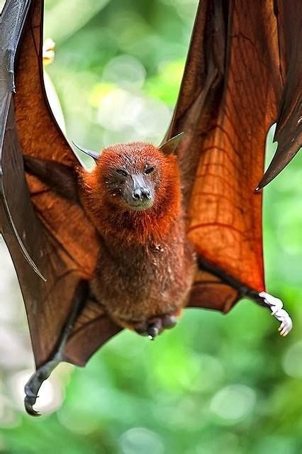 Fruit Bat Or Flying Fox Animals Beautiful Mammals Animals