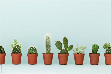 Row Of Cactus Plants By Stocksy Contributor Ruth Black Stocksy