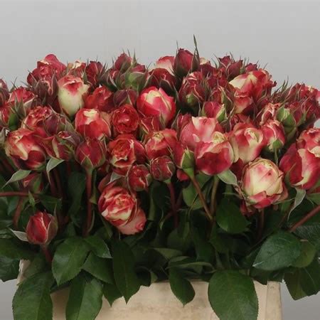 Rose Spray Adele Freelande 40cm Wholesale Dutch Flowers Florist