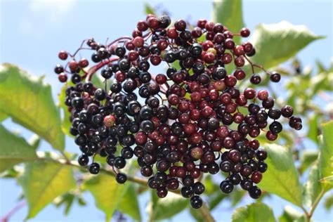 Elderberry Cluster Growing Blackberries Vegetable Garden Raised Beds