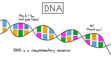 Lesson Video Dna Nagwa