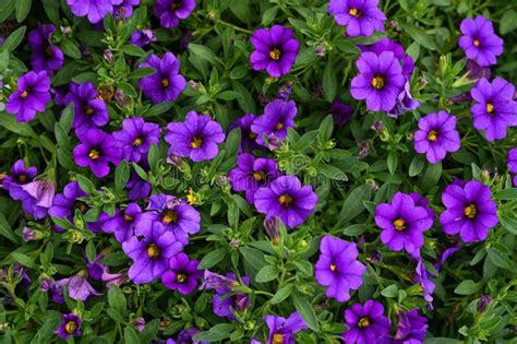 Close Up Of Purple Petunias Blooming Beautiful Decorative Plants