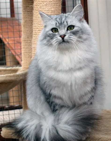 50 Stunning Siberian Cat Colors And Patterns Discover Them All Thepetfaq