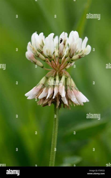 White Clover Trifolium Repens Flower Nitrogen Fixation Forage Plant