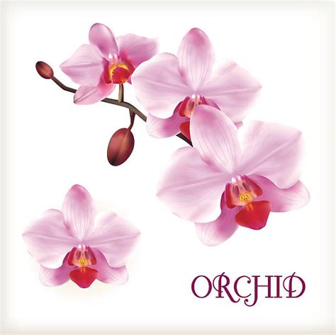 Orchid Illustrations Royalty Free Vector Graphics And Clip Art Istock