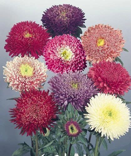 Aster Standy Mix Flower Seeds At Rs 121500 Aster Mixed Seeds