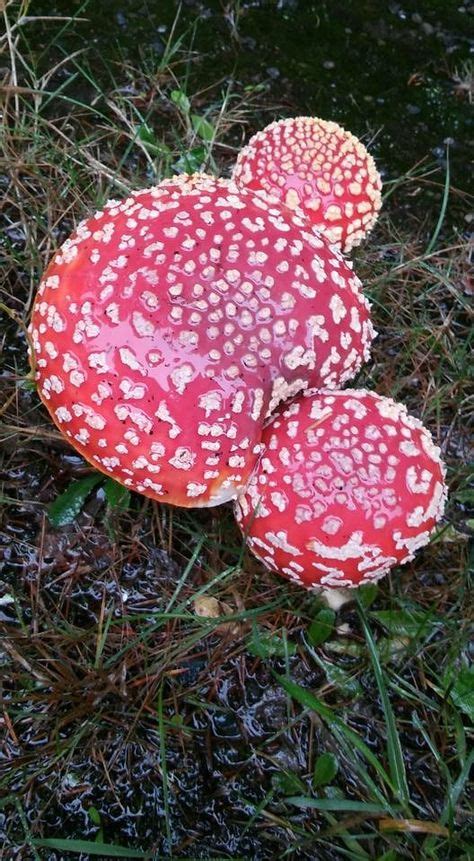 Pacific Northwest Mushroom Identification Key