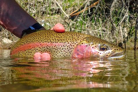 Catching Rainbow Trout