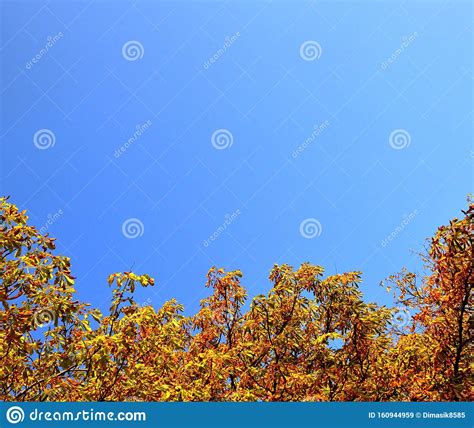 Autumn Trees Covered With Golden Foliage Against A Gentle Blue Sky